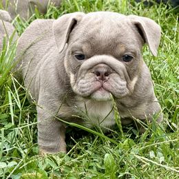 Liberty - Lilac tri-color female Bulldog puppy in Zionsville, Indiana from Midwest Bulldogs