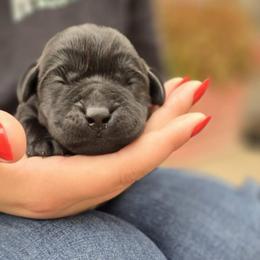 Girl 2 - Black female Labrador Retriever puppy in Napavine, California from StormyDaze Labradors & Beagles
