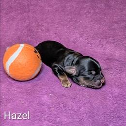 Hazel - Brown and tan female Cockapoo puppy in Sunset, Louisiana from Cano Cockapoos