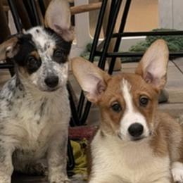 Companion Crosses from Stonewall Cowboy Corgis