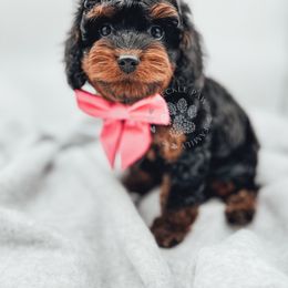 Cavapoo and Poodle Puppies from Freckle Paw Poodles