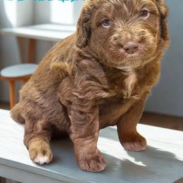 Benedict - Sable male Aussiedoodle puppy in Ellenburg Center, New York from Kristin's Puppies