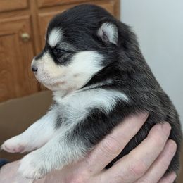 Pomsky Puppies from waxhaw pomskys