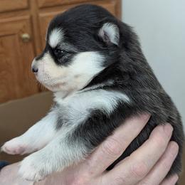 Pomsky Puppies from waxhaw pomskys