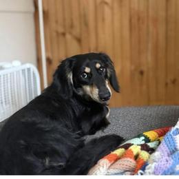 Mickey - Dachshund