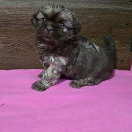 Trixy Girl 1 - Liver female Shih Tzu puppy in Meadows Of Dan, Virginia from Walt’s Shih Tzus