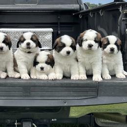 Saint Bernards from Shoen Saint Bernards