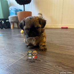 Andy - Gold male Shih Tzu puppy in Walkertown, North Carolina from Lil’ Bit’s Shih Tzu