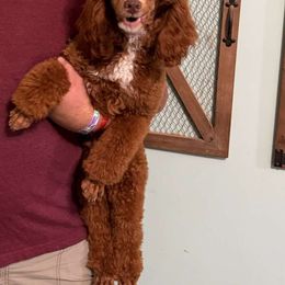 Chili - Poodle