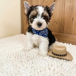 Boy 1(1800) - Black tan and white male Biewer Terrier puppy in Douglas, Georgia from Southern Georgia Yorkies and biewers