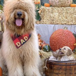 Goldendoodles from Sweets Doodles