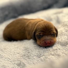 Chocolate and Tan - Chocolate and tan male Dachshund puppy in Rainier, Oregon from Doxies in Wonderland