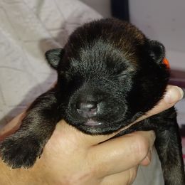 Yancy Orange Collar - Wolfgray female Eurasier puppy in Lakewood, Ohio from Exquisite Eurasier