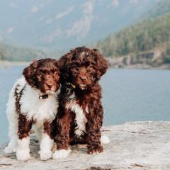 Aussiedoodle Puppies from Blue Mountain Aussiedoodles