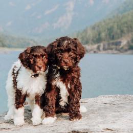 Aussiedoodle Puppies from Blue Mountain Aussiedoodles