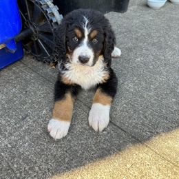 Bernedoodle Puppies from Buckingham's Bernedoodle Buddies