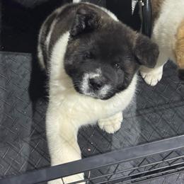 Puzzle - Black brindle female Akita puppy in Newton, New Jersey from The__o__pack