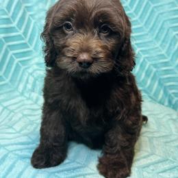 Yellow collar - Brown female Cockapoo puppy in Berea, Kentucky from Blair’s Furry Friends