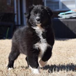 Neon - Black & white female Australian Shepherd puppy in Wichita Falls, Texas from Spotted Mule Aussies