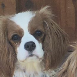 Quincy - Cavalier King Charles Spaniel