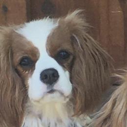 Quincy - Cavalier King Charles Spaniel