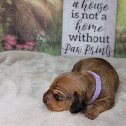 Rogue - Sable female Dachshund puppy in Rio Grande City, Texas from Hounds All Night