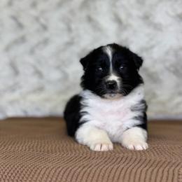 Stuffing - Black & white male Australian Shepherd puppy in Argyle, Iowa from Country Time Kennels