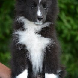 Bastien - Black and white male Shetland Sheepdog puppy in Howel, Michigan from Allison Gilbert