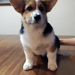 Labrador Retriever and Pembroke Welsh Corgi Puppies from White Star Corgis