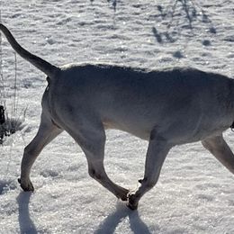 Bobby - Bull Terrier