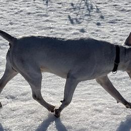 Bobby - Bull Terrier