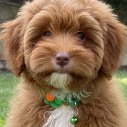 Green collar girl - female Cavapoo puppy in Gilbert, Arizona from Azteddybeardoodles