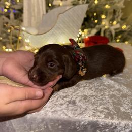 Dachshund Puppies from Doodle Bugs Doxies