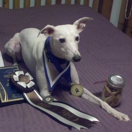 Whippet All Grown Up from Jamminwhippets