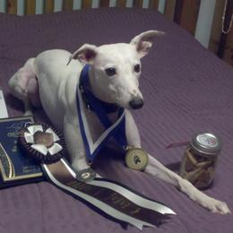 Whippet All Grown Up from Jamminwhippets