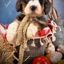 Bernedoodle, Goldendoodle, Golden Retriever, and Poodle Puppies from Red String Farmstead
