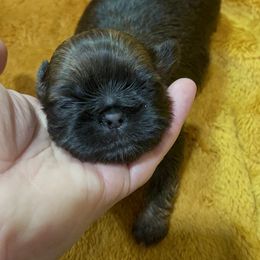 Great Pyrenees and Shih Tzu Puppies from Ashville Shih Tzu Chalet