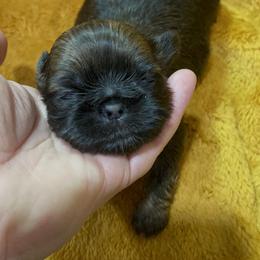 Great Pyrenees and Shih Tzu Puppies from Ashville Shih Tzu Chalet