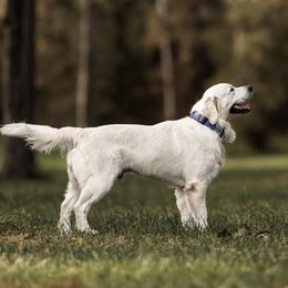 Miles - Golden Retriever