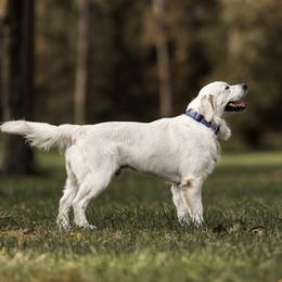 Miles - Golden Retriever