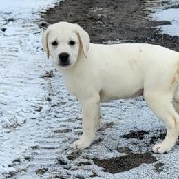 Peter - Yellow male Labrador Retriever puppy in Middleburg, Pennsylvania from Countrylanes labs