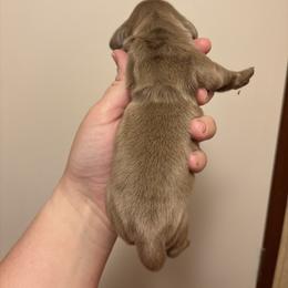 Fisher - Fawn (isabella) and tan male Dachshund puppy in Lufkin, Texas from L & A Dachshunds