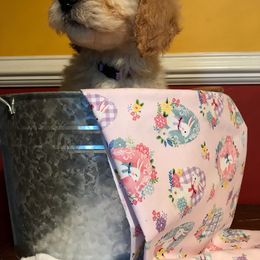 Goldendoodle Puppies from Toneytails Doodles