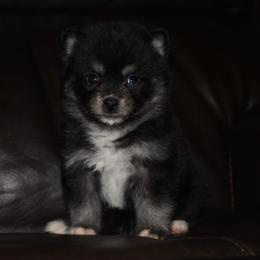 Basil - Wolf sable male Pomsky puppy in Coos Bay, Oregon from Ocean View Pomskies