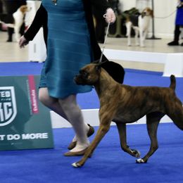 Boxer All Grown Up from Bluegrass Brawn Boxers