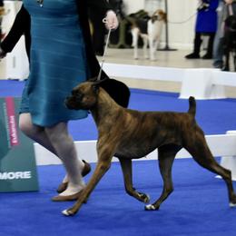 Boxer All Grown Up from Bluegrass Brawn Boxers