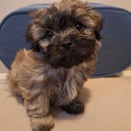 Teddy Graham - Brown male Mal-Shi puppy in Apollo Beach, Florida from Gemstone Exclusive Pups of Florida