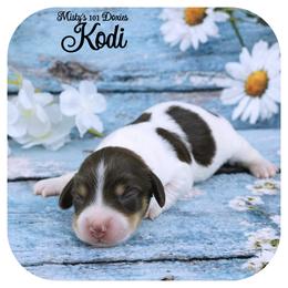 KODI - AKC Registered - Chocolate and tan male Dachshund puppy in Graceville, Florida from Misty's 101 Doxies