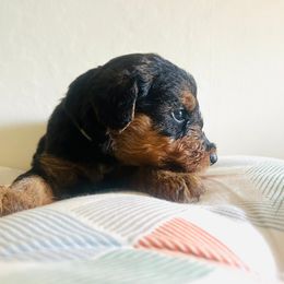 Girl 2 - female Airedale Terrier puppy in Elkins Park, Pennsylvania from Bighen Airedales