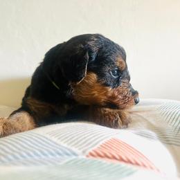 Girl 2 - female Airedale Terrier puppy in Elkins Park, Pennsylvania from Bighen Airedales